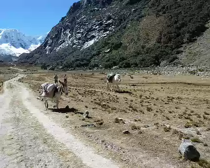 PXL027 footing derrière un âne et une mule